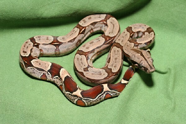 Hypo Redtail Boa