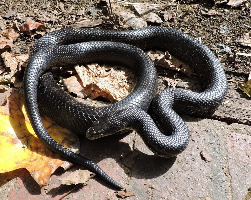 Other Snakes