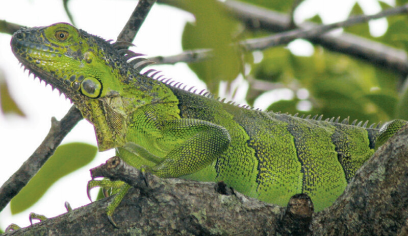 Iguanas