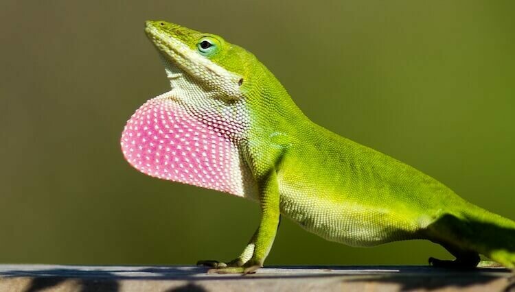 Anoles