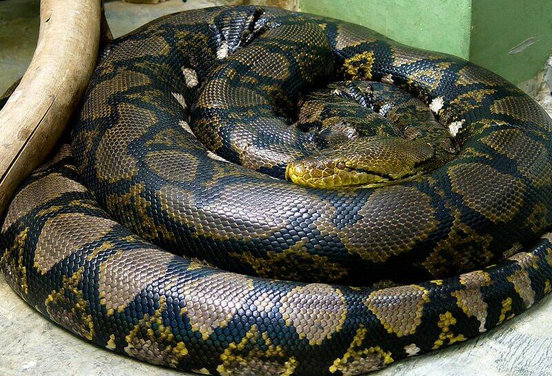 Other Pythons