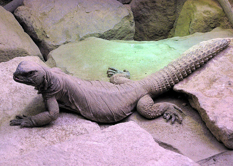 Uromastyx