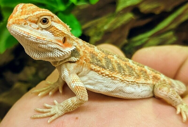 Bearded Dragons