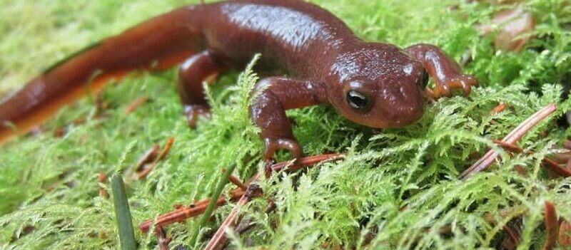 Newts