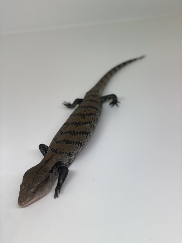 Skinks