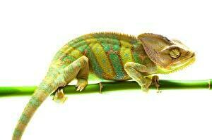 Chameleons