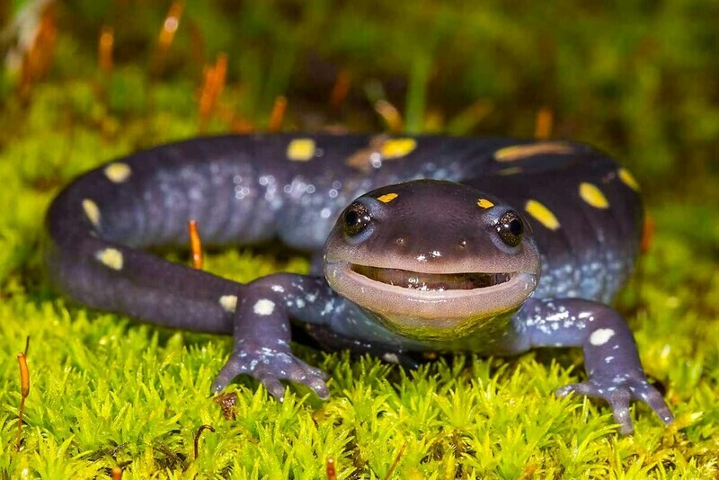 Salamanders