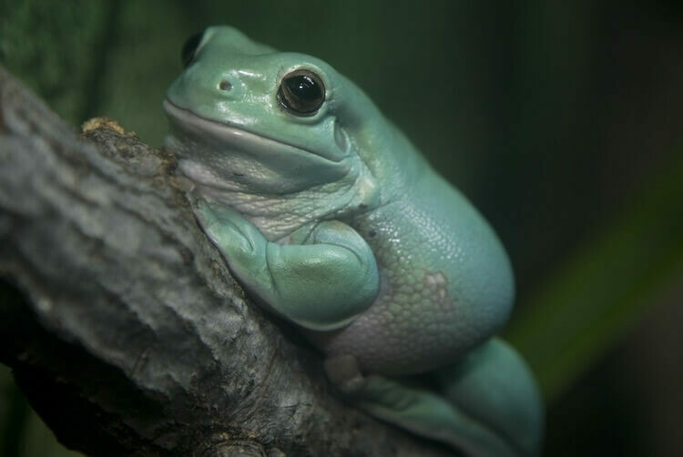 Tree Frogs