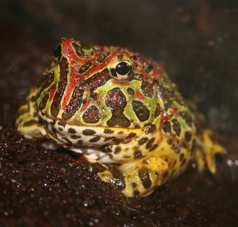 Pacman Frogs