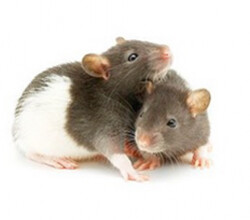 Rats
