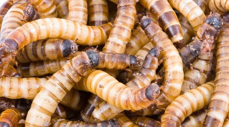 Worms