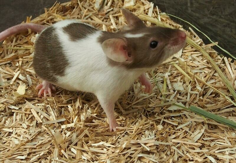 Mice