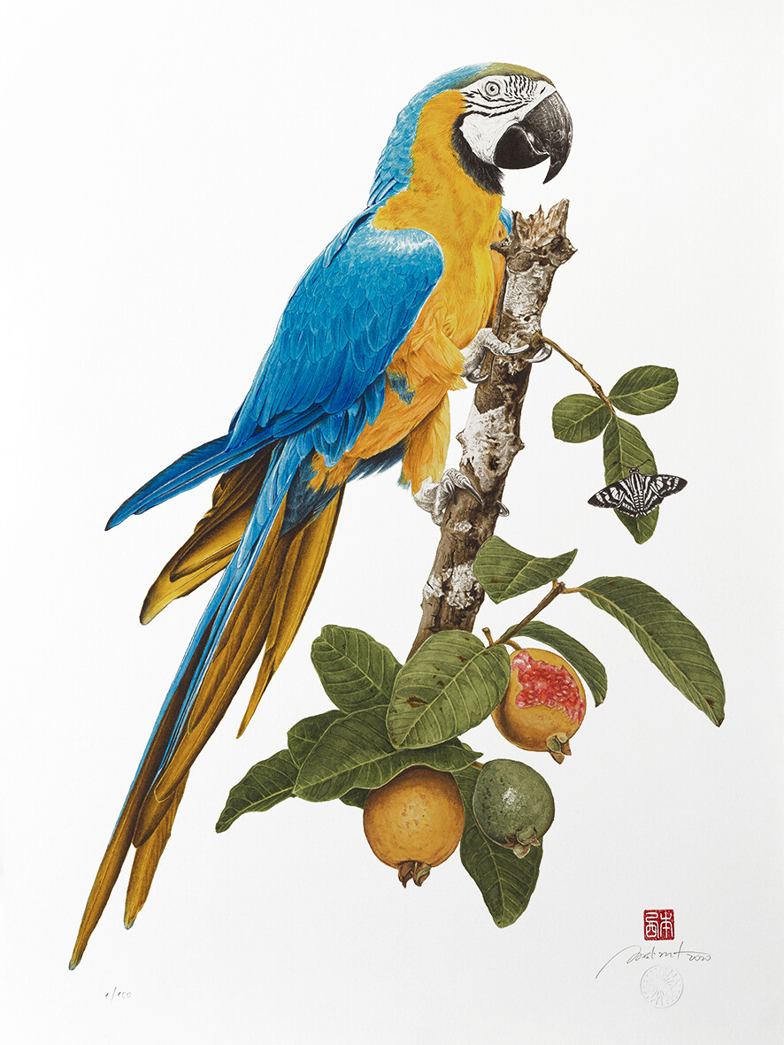 Arara-canindé na goiabeira