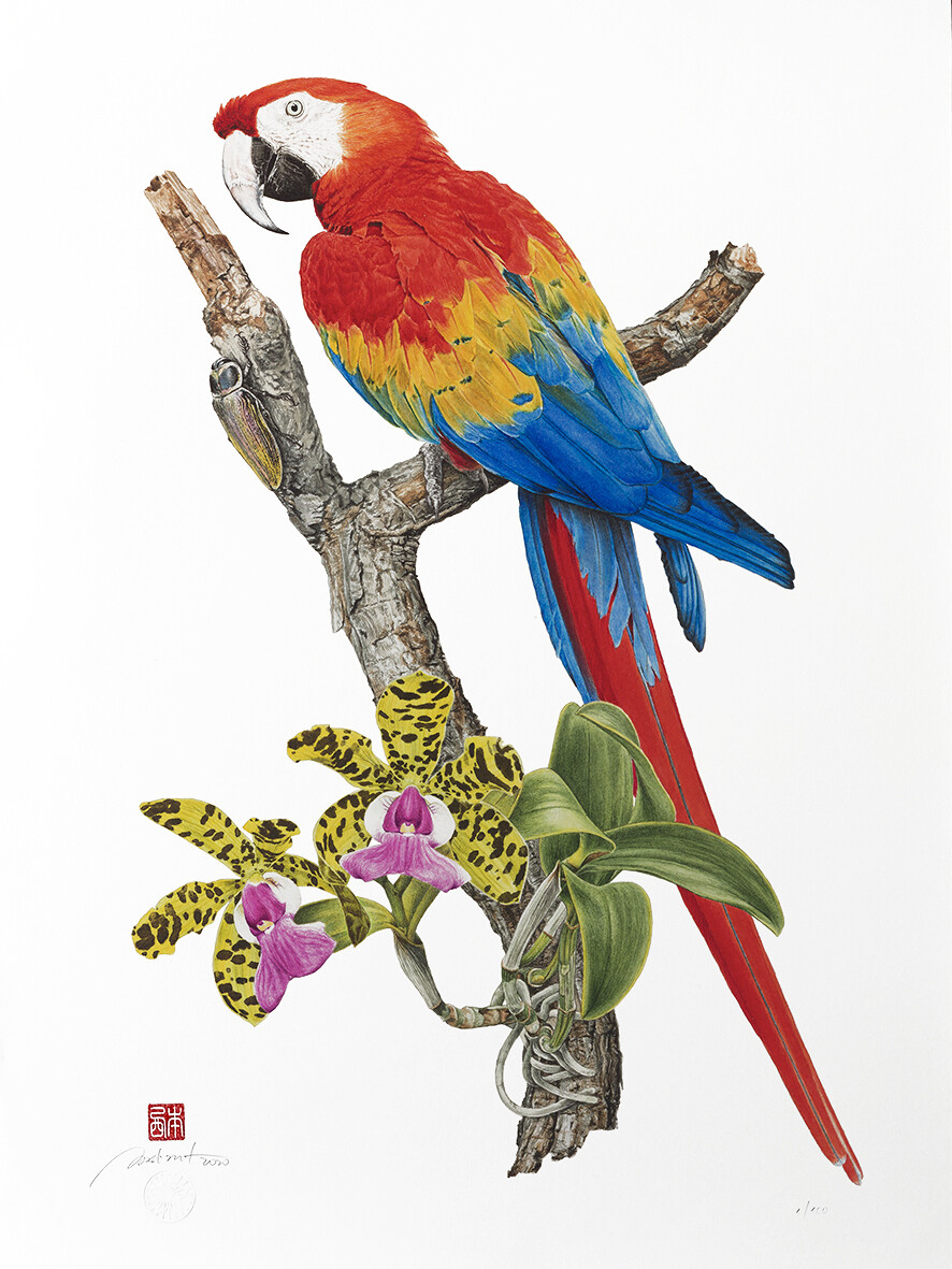Araracanga e orquídea