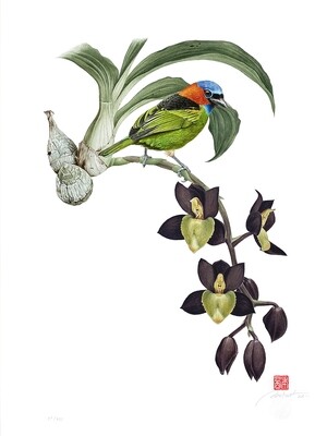 Série aves e orquídeas: Saíra-militar