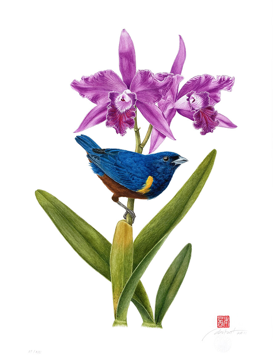 Série aves e orquídeas: Ferro-velho