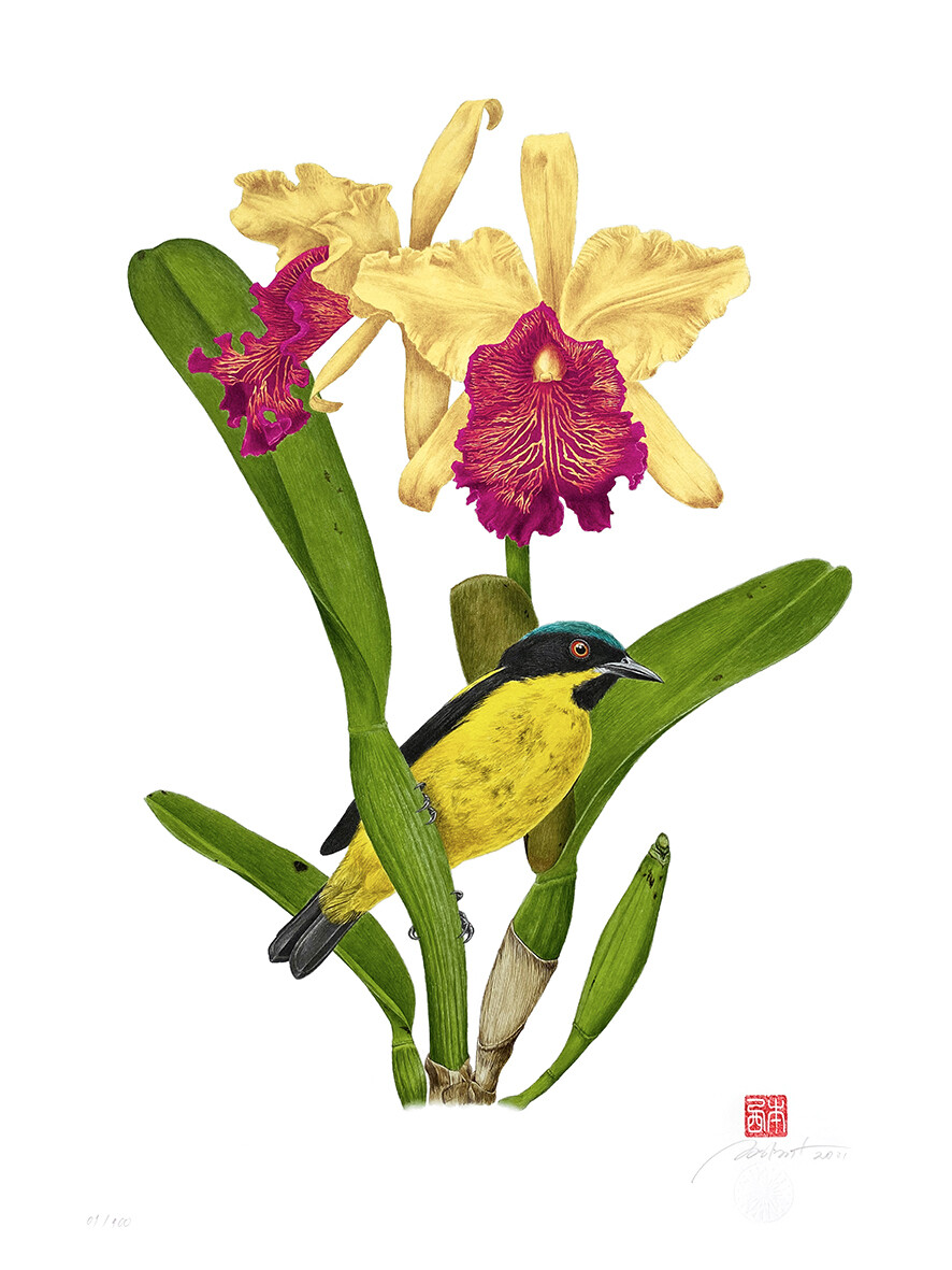 Série aves e orquídeas: Saí-amarela