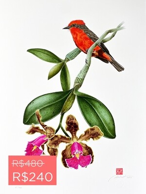 Série aves e orquídeas: Príncipe