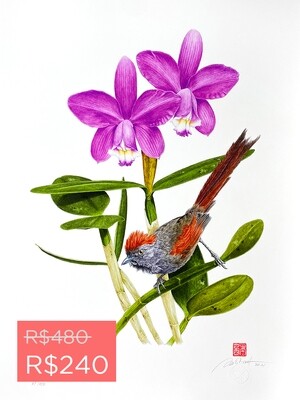 Série aves e orquídeas: Petrim