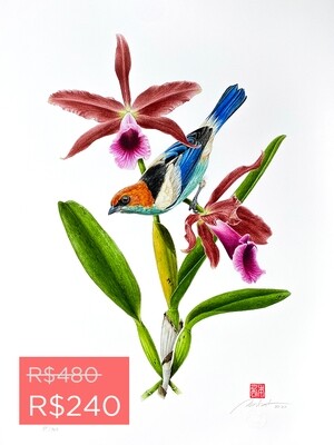 Série aves e orquídeas: Saíra-sapucaia