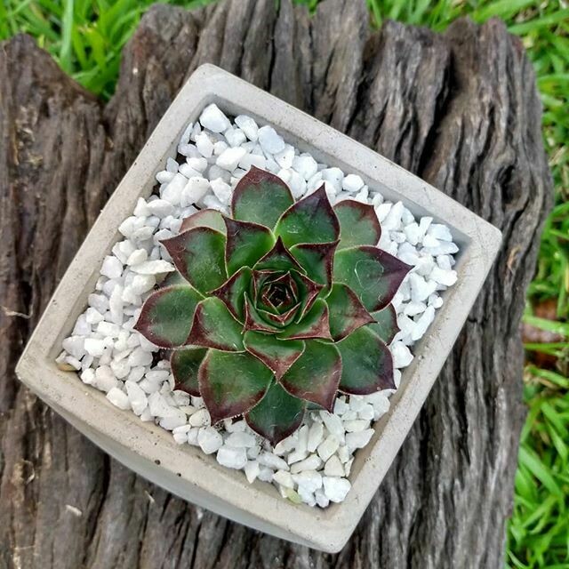 Maceta Geometrica