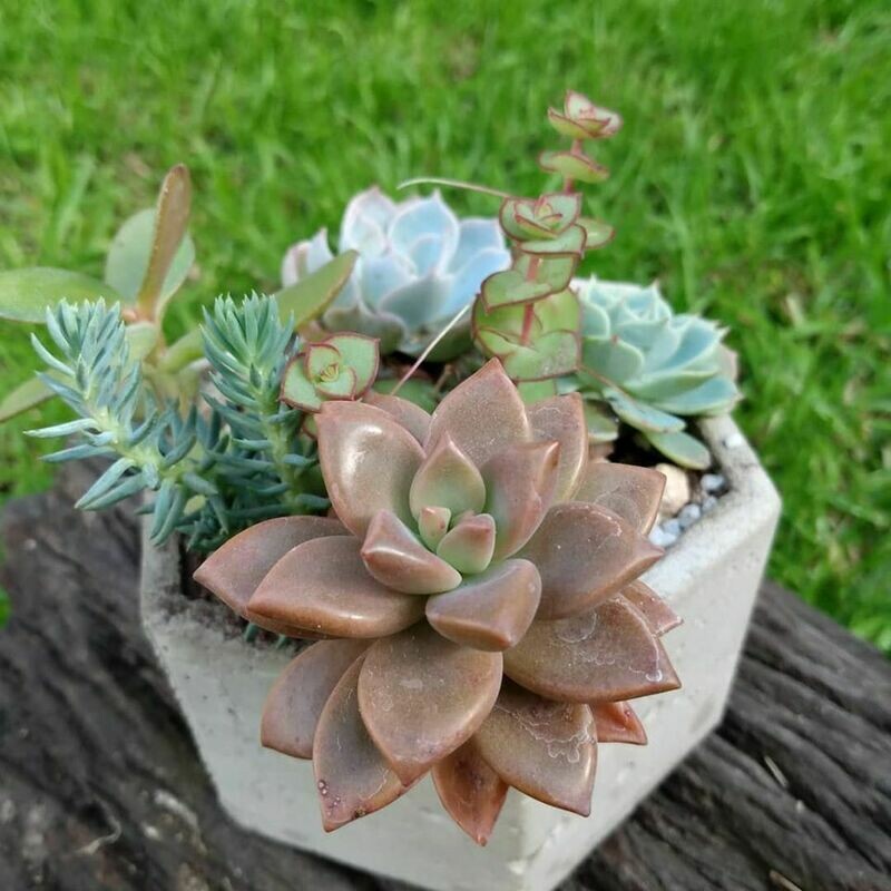 Maceta Geometrica