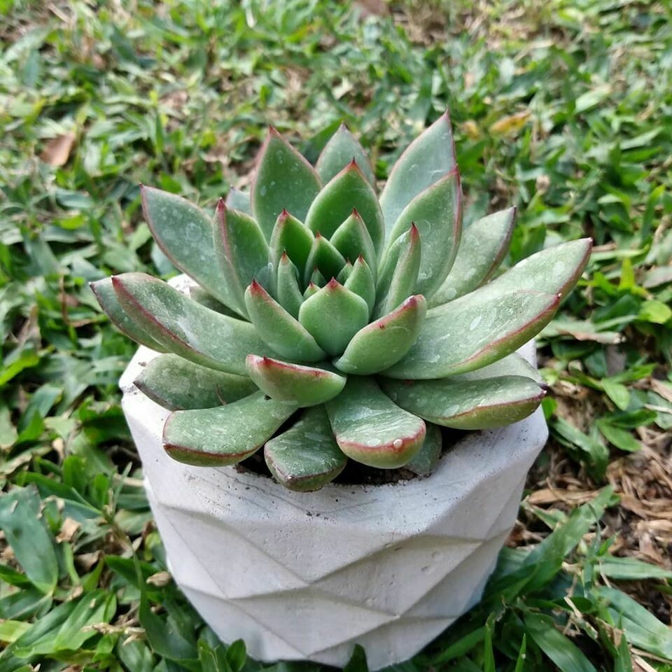 Macetas Geometricas