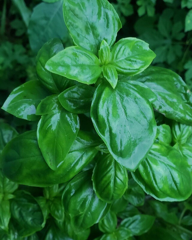 Sweet Basil