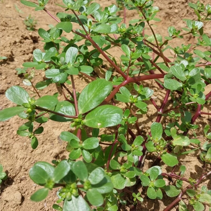 Purslane