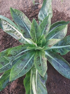 Vegetables