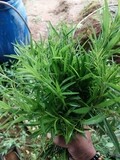 Fresh Tarragon