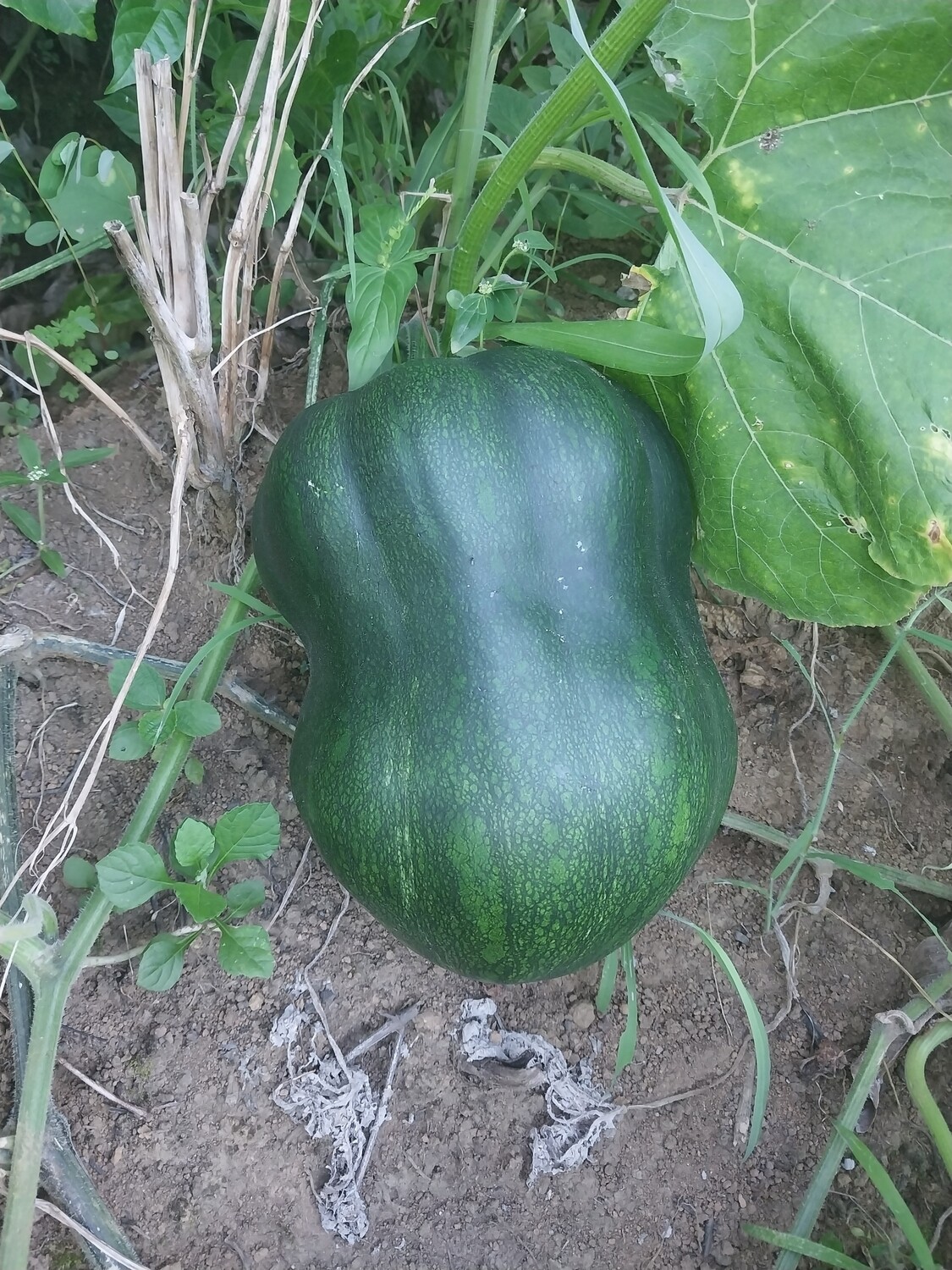 Pumpkin