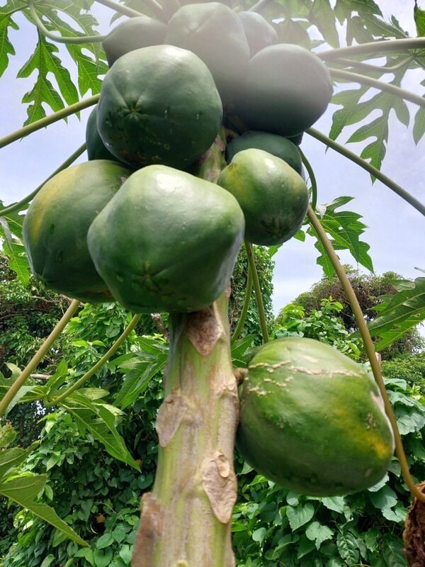 Papaya