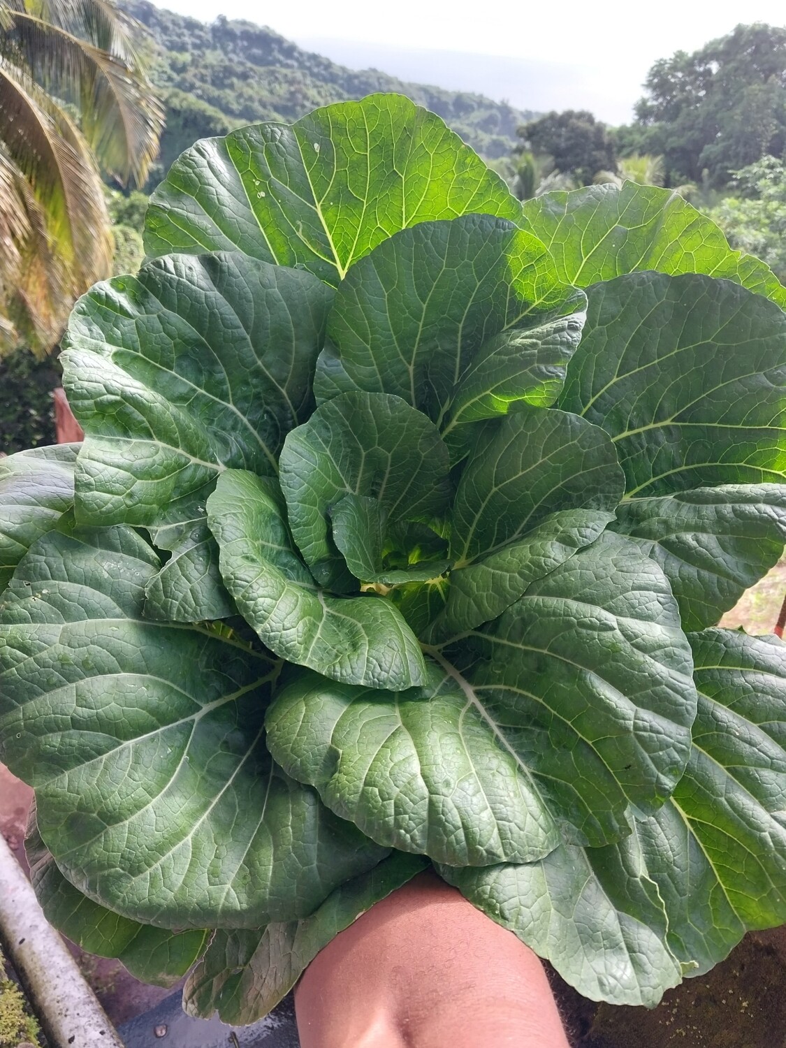 Pak Choi