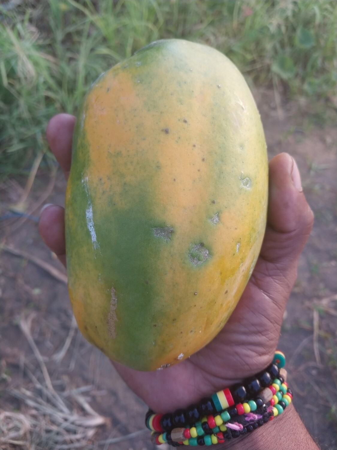 Papaya