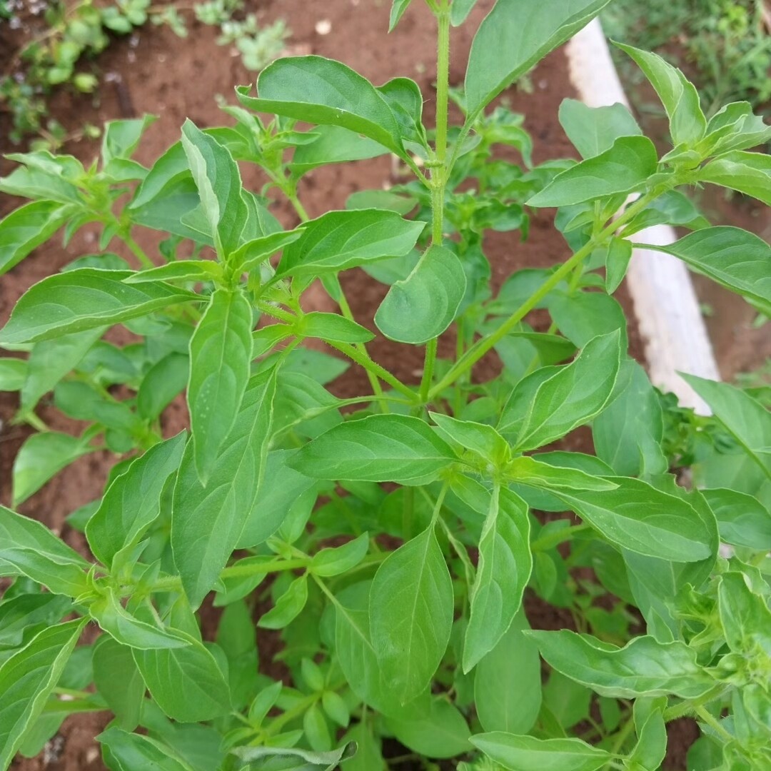 Lemon Basil
