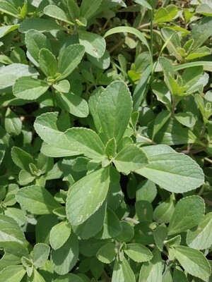 Fresh Sage