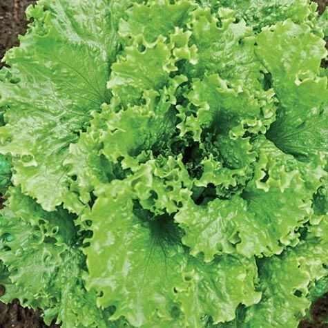 Lettuce