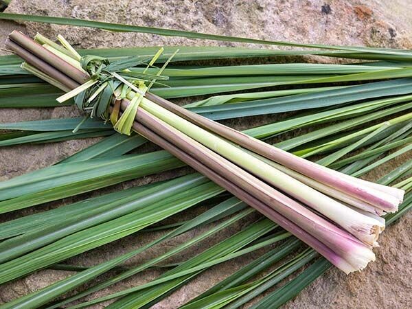 Lemongrass Stalk