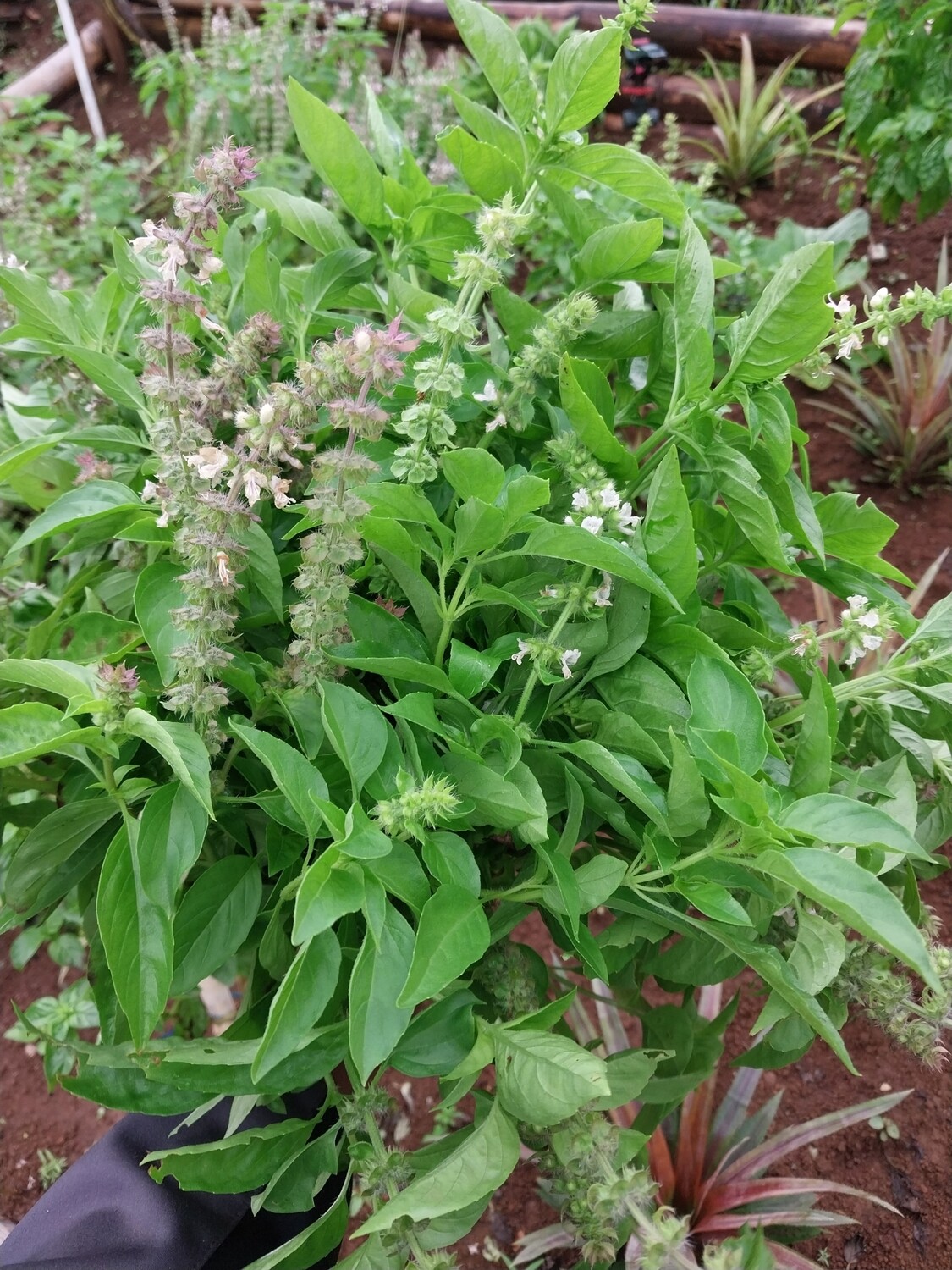 Lime Basil