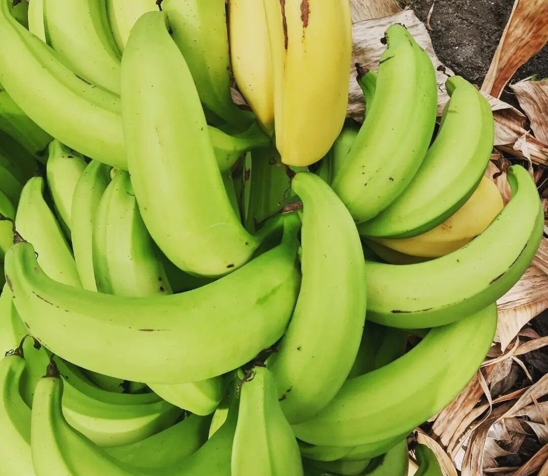 Plantain