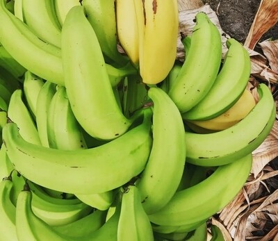 Plantain