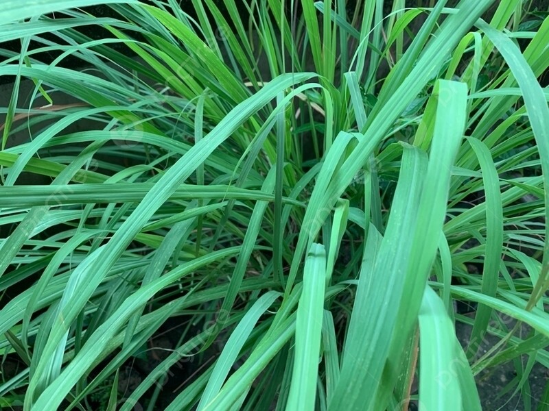 Fresh Lemongrass