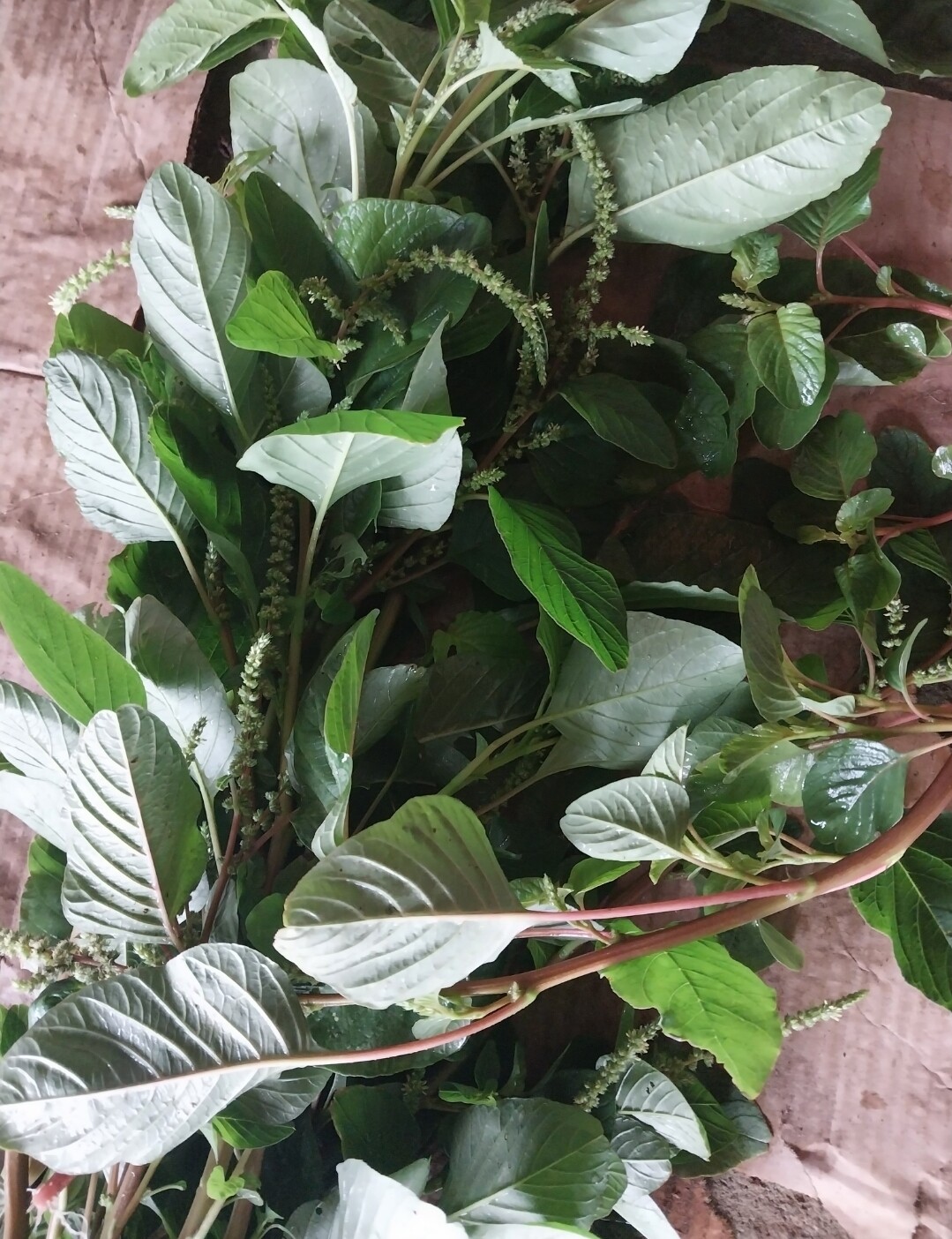 Wee Wee Callaloo (diced)
