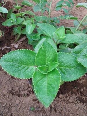 Cuban Oregano (Broad Leaf Thyme)