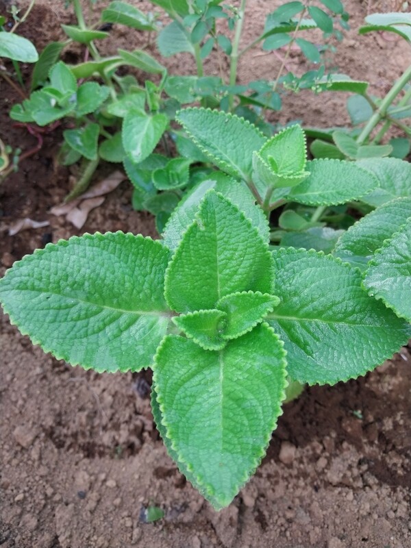 Cuban Oregano