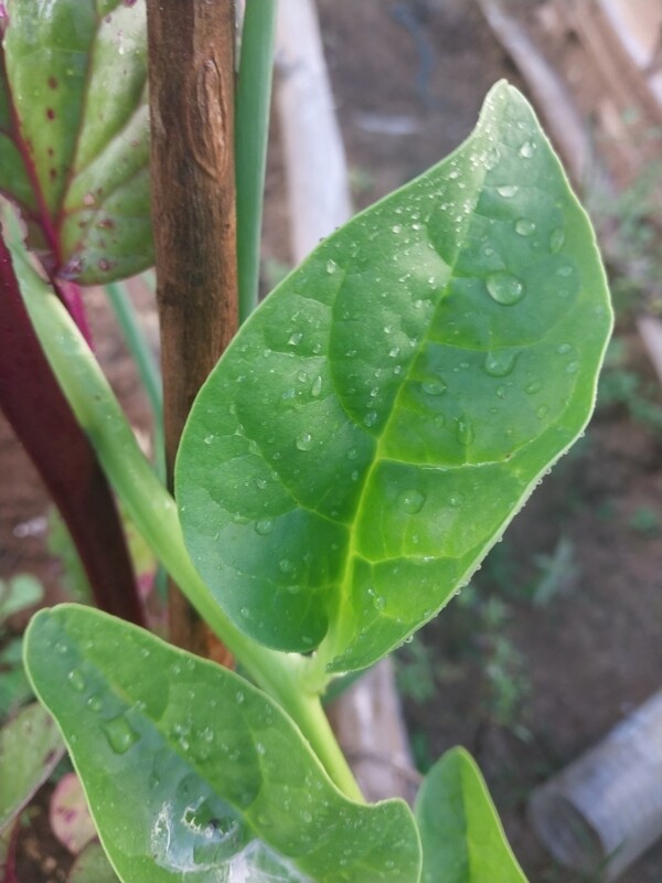Fresh Spinach