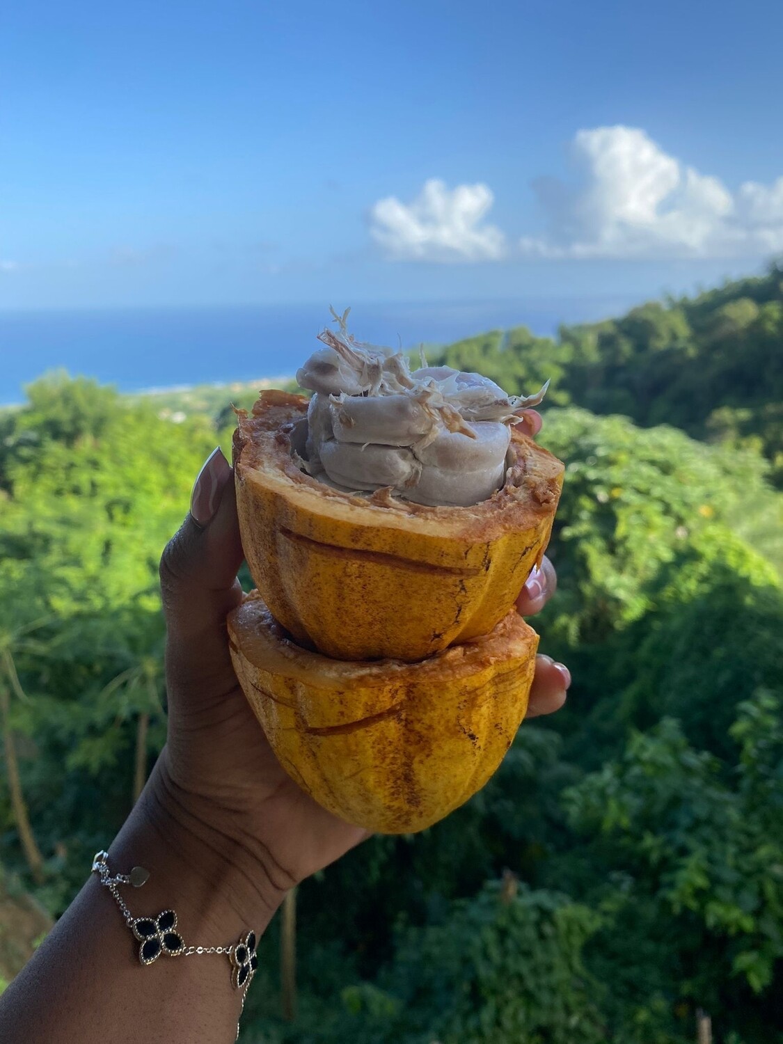 Cocoa