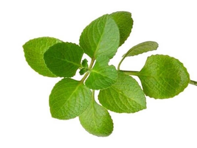 Fresh Oregano