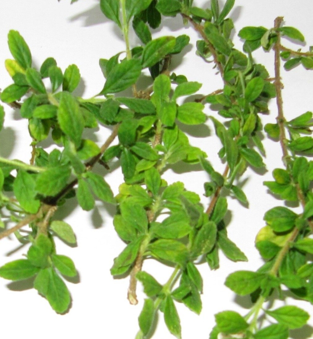 Thyme